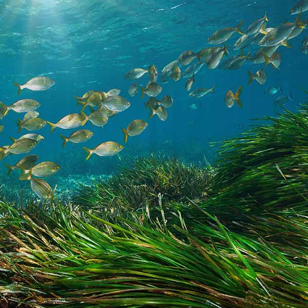 Seagrass blue carbon ecosystem with fish swimming