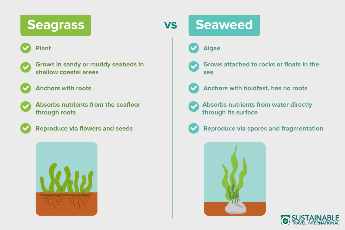 Infographic comparing the differences between seagrass vs seaweed