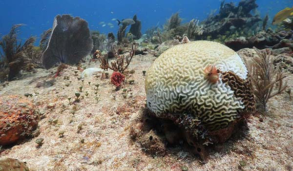 $40K in 40 Days to Transform Conservation of the Mesoamerican Reef