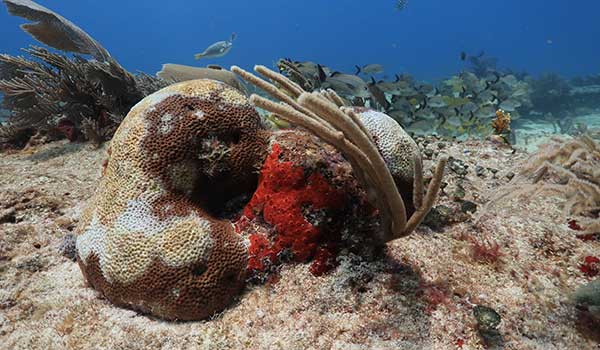Fighting Coral Disease on the Mesoamerican Reef