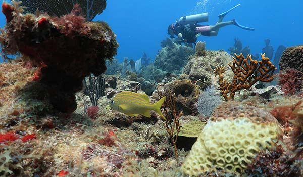 Divers Can Fight Coral Disease by Sharing #SupportNEMO Photos