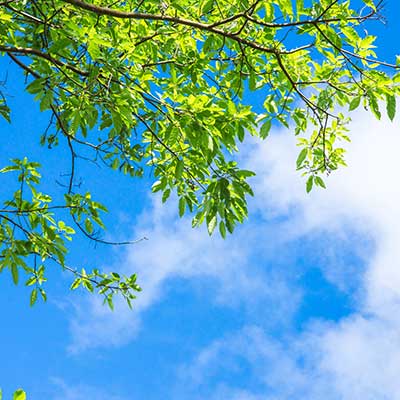 Tree leaves against a cloudy blue sky