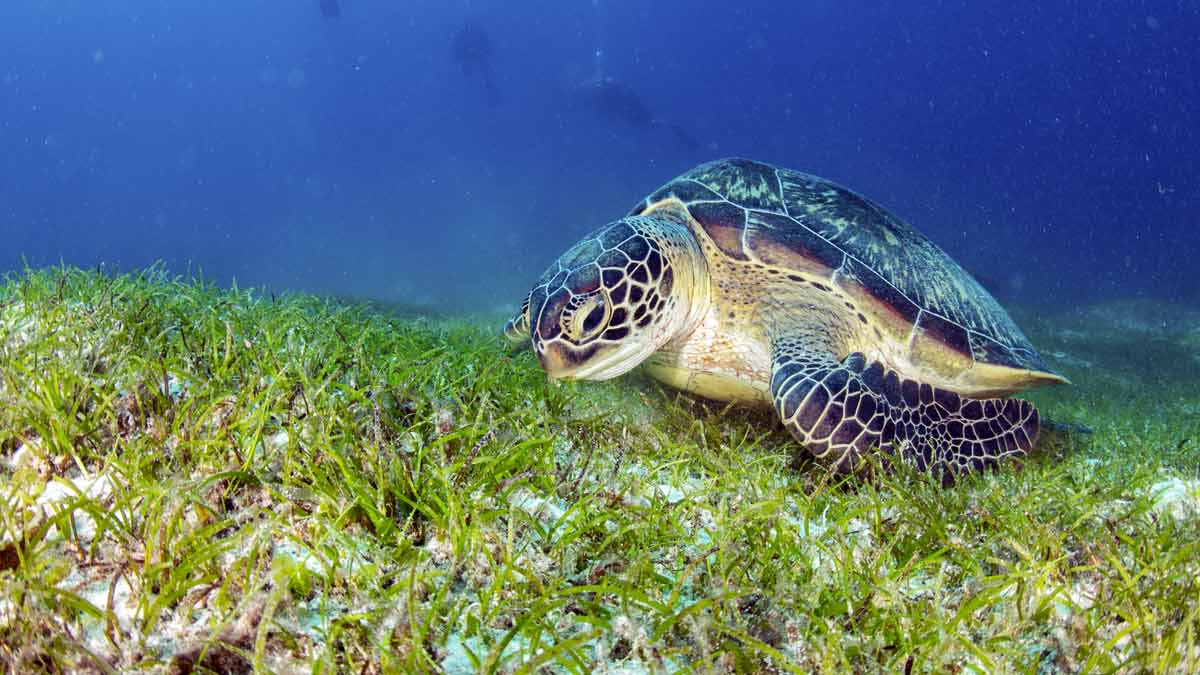 Turtle eating seagrass, a blue carbon ecosystem in the ocean.