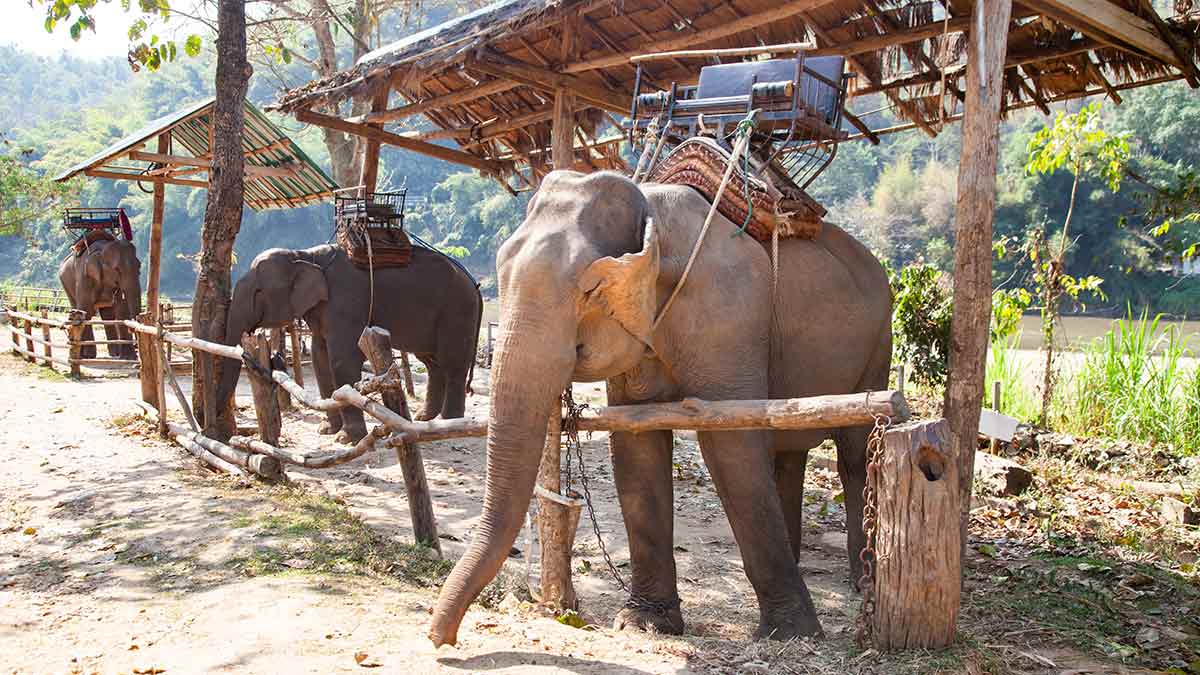 Elephants chained when not giving rides to tourists in Asia