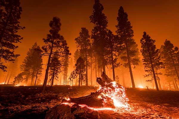 A California forest burning from a wildfire.