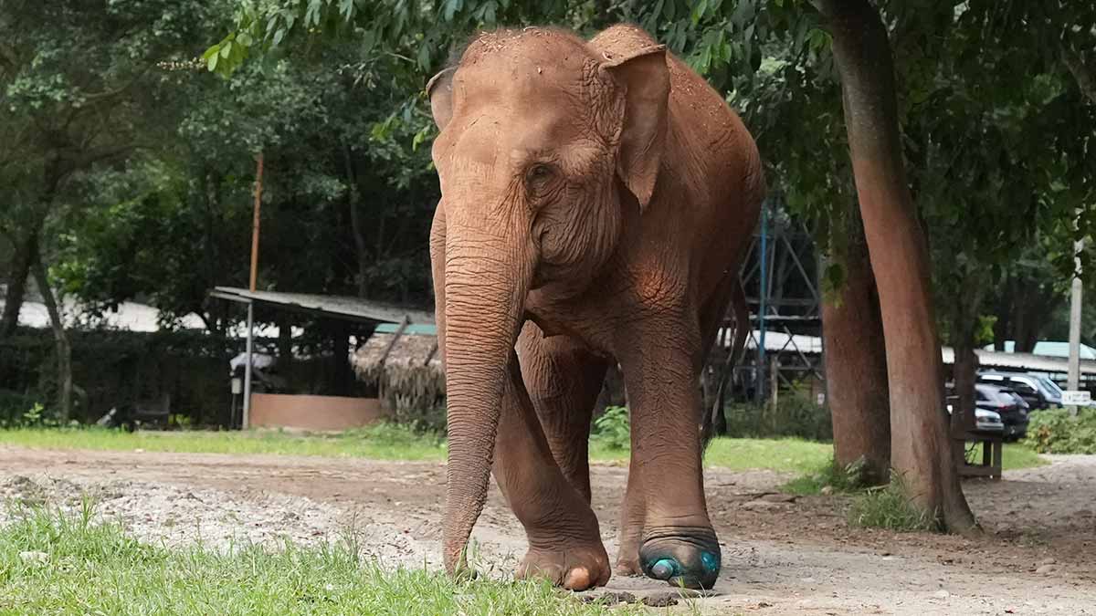 Thai Koon, an injured elephant that was rescued by Elephant Nature Park in Thailand