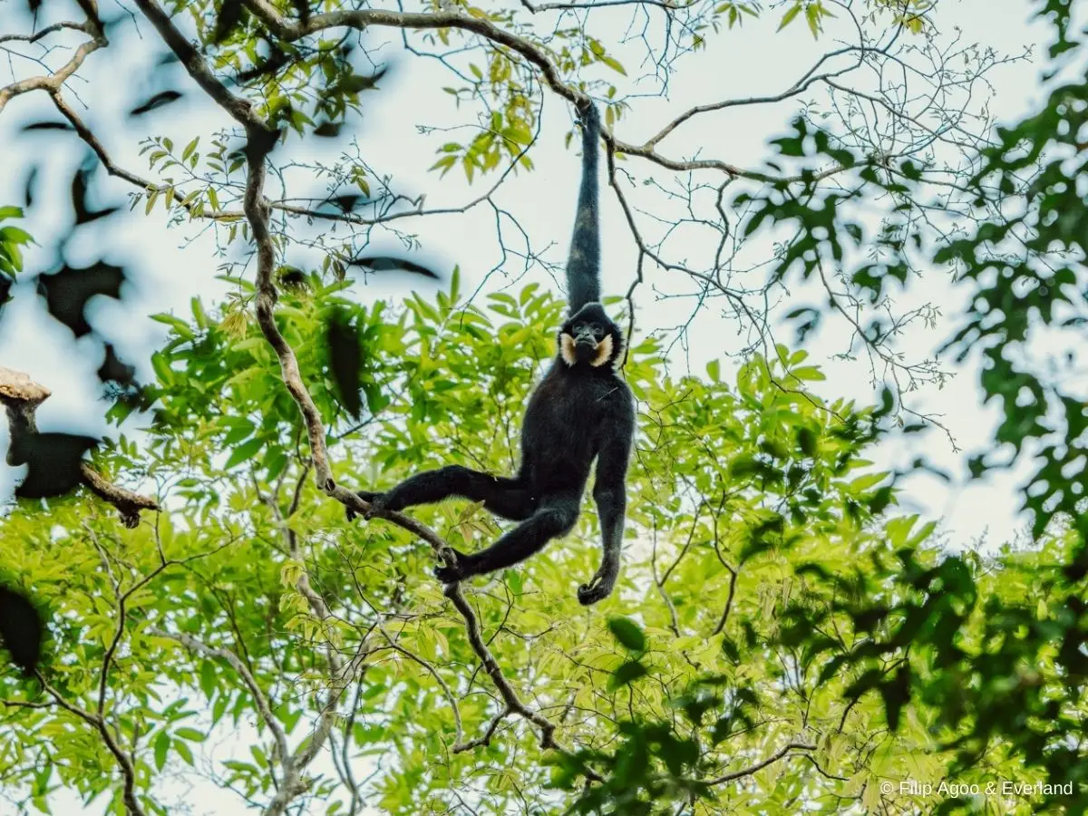 A gibbon hanging on a tree