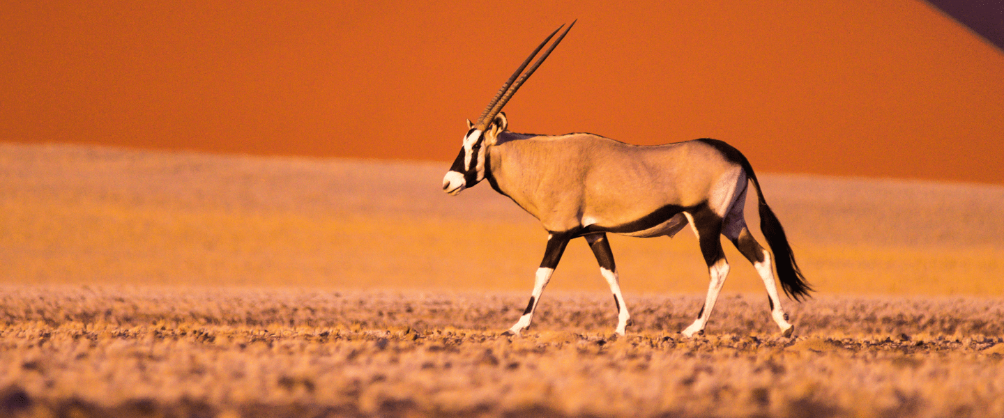 Oryx in Sossusvlei