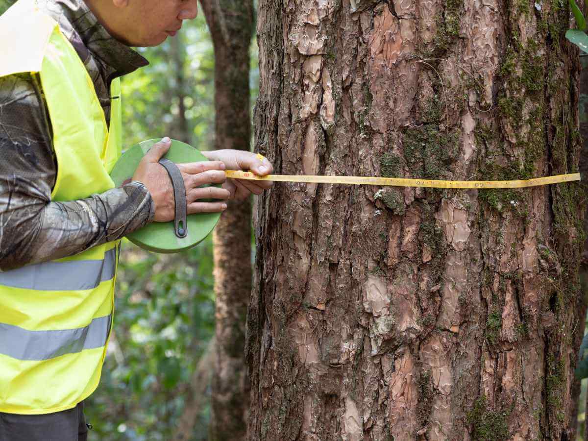 Man measures tree to monitor conservation and climate action efforts.