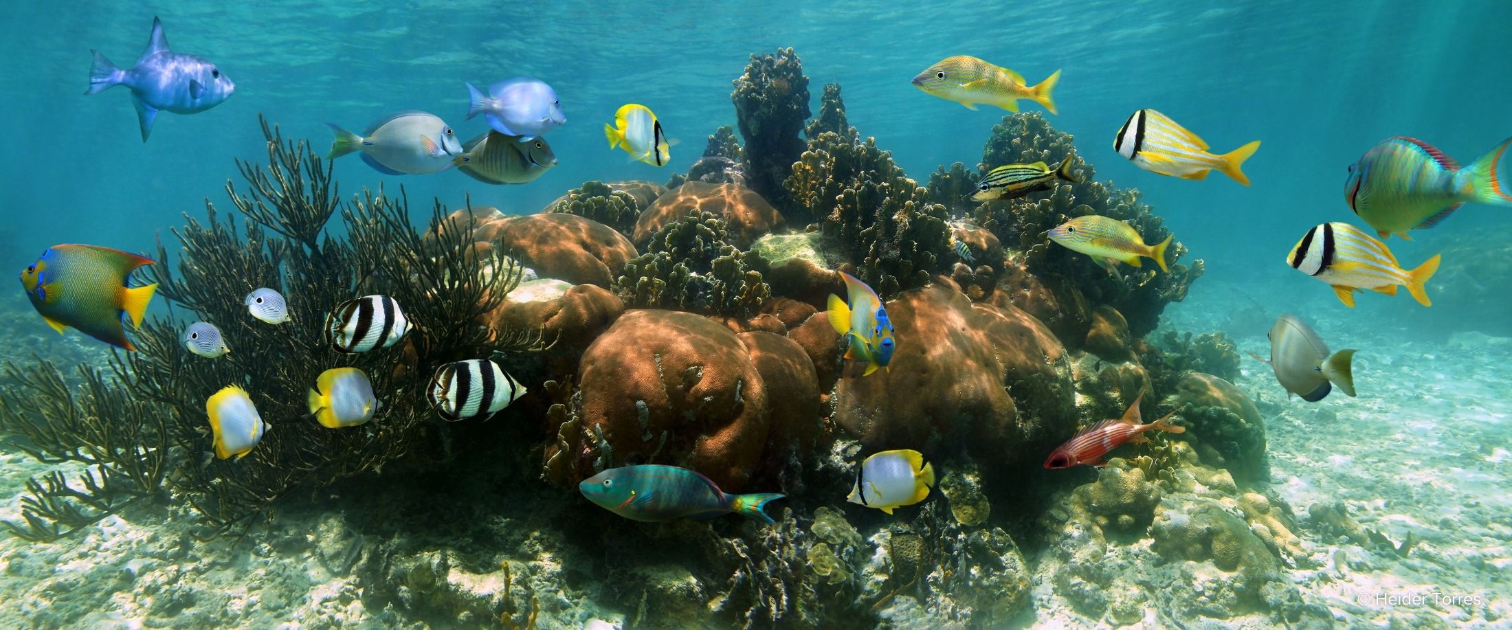 Tropical fish swim through a coral reef in the Caribbean Sea