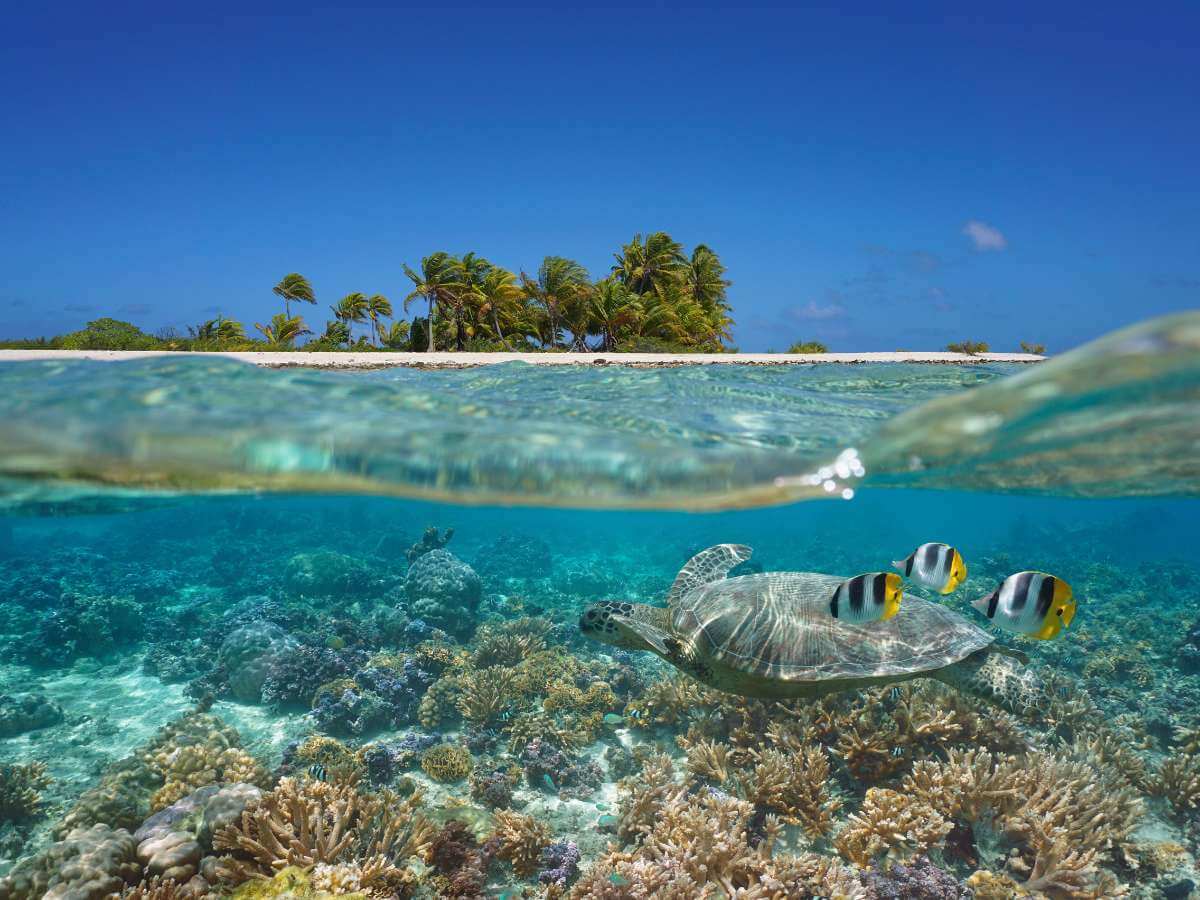 Sea turtle swimming in coral reef which boosts climate resilience in island tourism destinations.