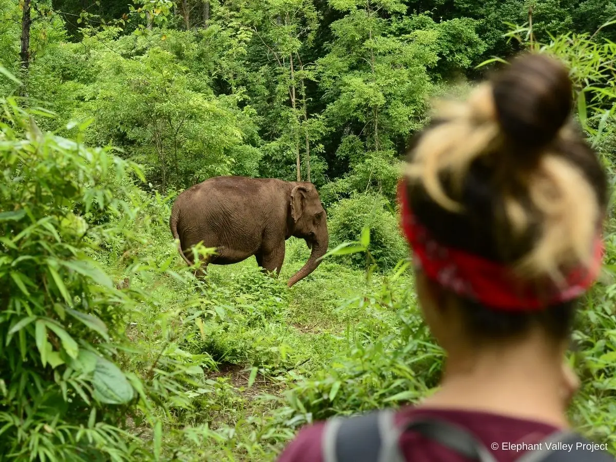 A woman observes an elephant from a distance
